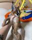 Caracal ,Serval and  F1 Savannah kittens .